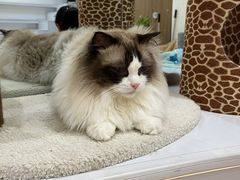 -COLOR PETS 撸猫馆·购猫·猫咖(长风大悦城店)