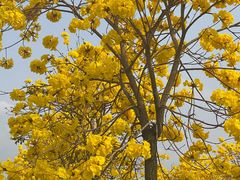 -天适樱花悠乐园