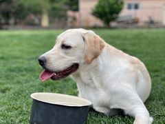 -趣玩宠物乐园寄养训犬训狗游泳池