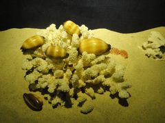 -亚龙湾中心广场·贝壳馆