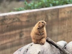 -森波拉奇妙世界