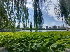 -莲花池公园