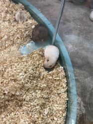 -神奇动物撸宠馆·羊驼·小浣熊·异宠(豫园店)