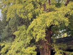 -苏州文庙(姑苏区)