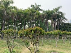 -荔香公园