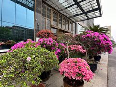 -桂林碧玉国际大酒店-碧玺茶餐厅