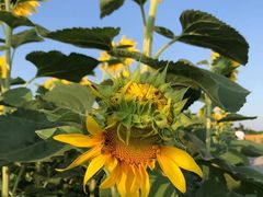 -汉长安城未央宫国家考古遗址公园