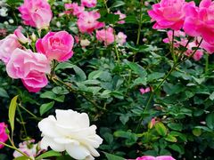 -人民公园(罗湖区)