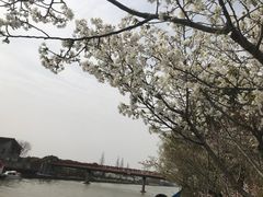 -高东镇樱花园