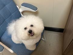 -爱侣宠医·鹦鹉专科·小型哺乳类·异宠专科(灵石路店)