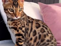 -达爱动物医院·犬猫分区·CT·复杂眼科(远洋山水分院)