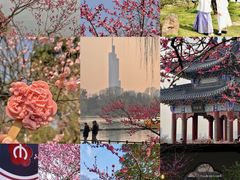 -梅花山(明孝陵内)