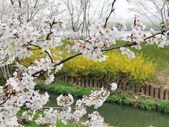 -羊山湖公园