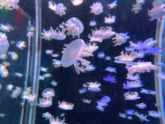 -太平洋海底世界