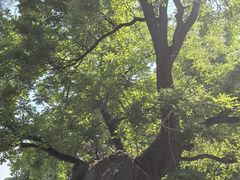 -天宁寺