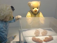 -成都泰迪熊博物馆