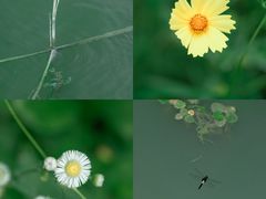 -春花秋色城市公园