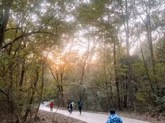 -紫金山山顶公园