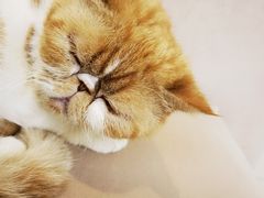 -怪兽屋·羊驼·猫咖·狗咖(俊华广场店)