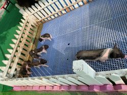 -萌宠亲子动物乐园(槐房万达店)