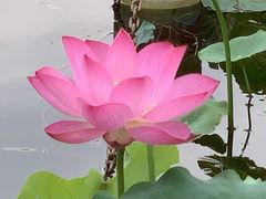 -莲花池公园