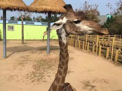 -西霞口神雕山野生动物世界