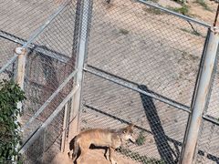 -青藏高原野生动物园