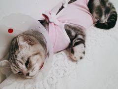 -宠福鑫康馨动物医院·骨科·眼科