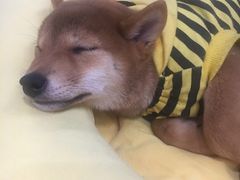 -逗柴咖啡屋·狗咖猫咖宠物桌游