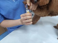 -博特宠物医院24h犬猫全科.骨科·异宠