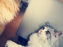 -猫腻·猫咖·撸猫馆(星光大道店)