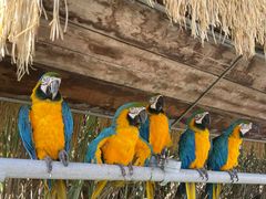 -西霞口神雕山野生动物世界