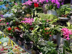 -花鸟鱼虫鲜花绿植市场(玉泉路店)