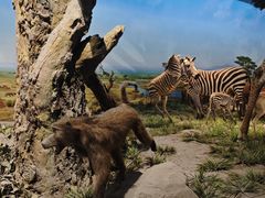 -国家自然博物馆