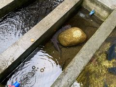 -源泉冷水鱼庄(小鱼洞店)
