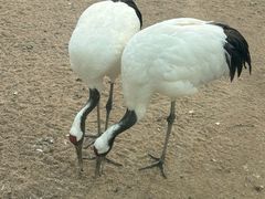 -盐城丹顶鹤湿地生态旅游区