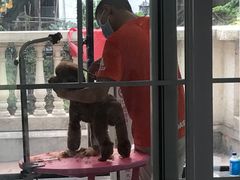 -翊宠yipet猫狗购宠庄园犬舍•猫舍