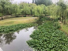-台儿庄古城