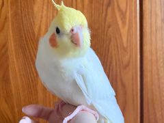 -瑞派·关忠动物医院·异宠专科·犬猫肿瘤·皮肤专科(望京店)