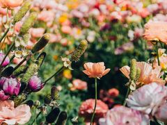 -猪脑壳凉面(武陵源店)