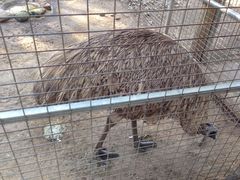 -费瑟代尔野生动物园