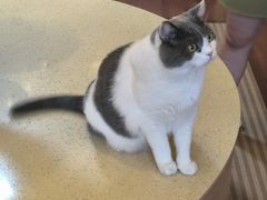 -MOCHA明星猫咖(田子坊店)