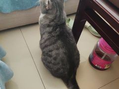 -天使宠物医院·犬猫分诊(彩虹店)