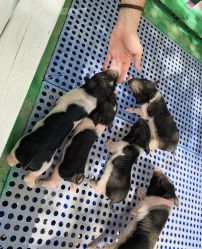 -萌宠亲子动物乐园(槐房万达店)