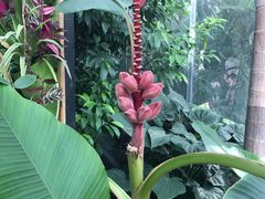 -北京植物园-展览温室