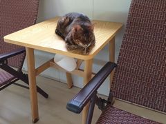 -豆逗聊愈猫阁Easy Life