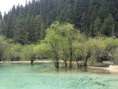 -黄龙山原始森林景区