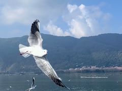 -海埂大坝