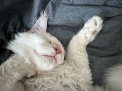 -瑞派·关忠动物医院·猫专科·犬专科(三环新城店)