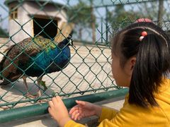 -上海滴水湖皇冠假日酒店